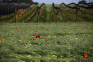 Makeci- RDO-2011